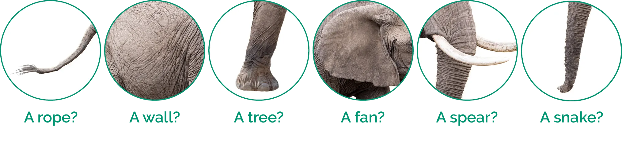 Six isolated views of an elephant: its tail, skin, leg, ear, tusks and trunk, without the context of the whole animal