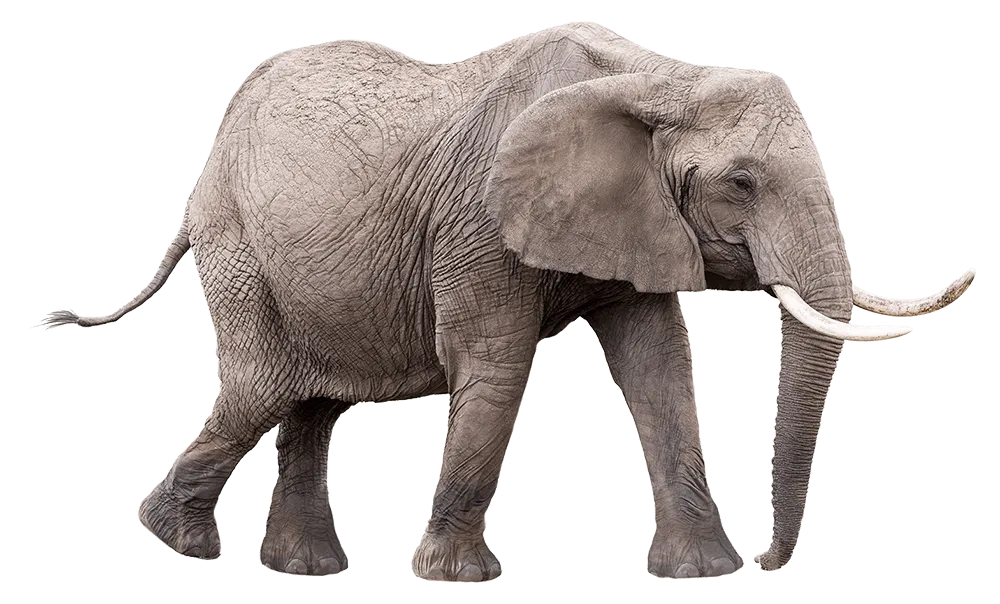 The complete elephant, revealing how the six isolated views fit together